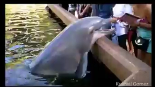 [VIDEO] Delfín le arrebató un iPad a una turista en SeaWorld