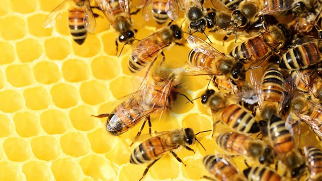 La ética y las abejas