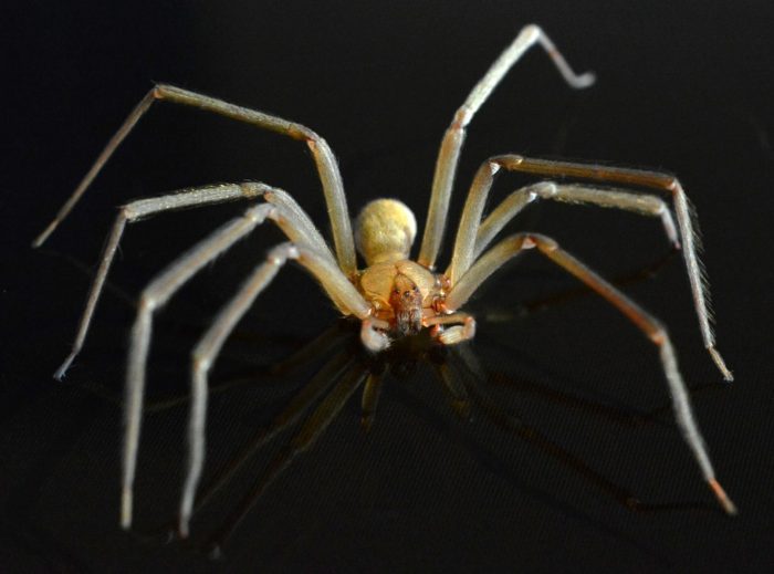 Neurocientíficos desentrañan los misterios del segundo agente de riesgo biológico en Chile: la araña de rincón
