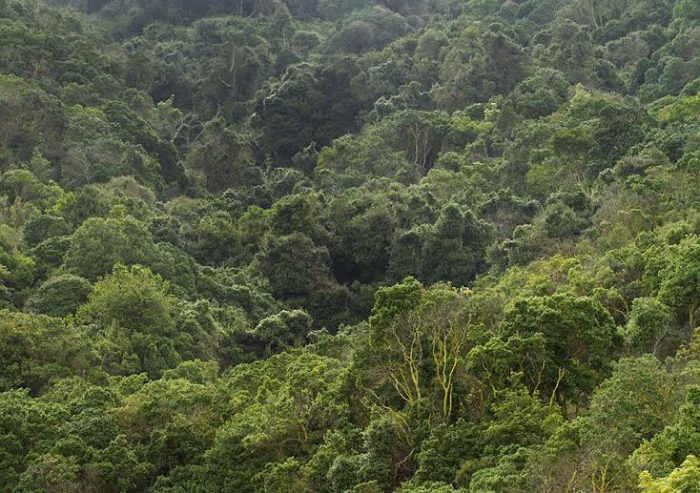 Manejo de los bosques para la mitigación y adaptación al cambio climático