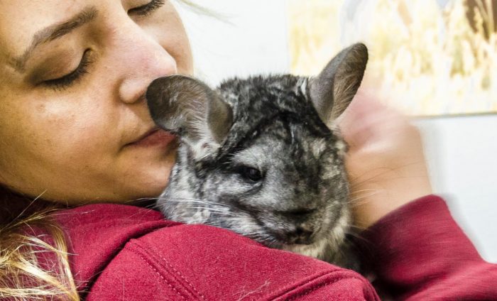 Animal Libre, la ONG que salió al rescate de las chinchillas