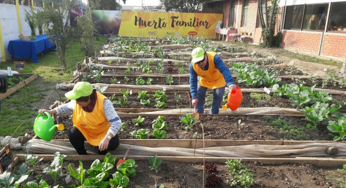 Vecinos de Estación Central realizan primera cosecha en  huerto familiar urbano