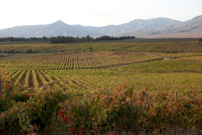 Viñas chilenas entre las recomendadas por Bloomberg en «el año de los vinos del Nuevo Mundo»