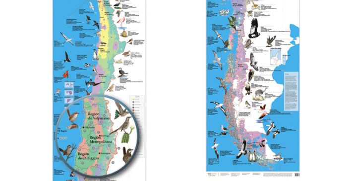 «Aves de Chile: Mapa biogeográfico», conocer, reconocer y proteger