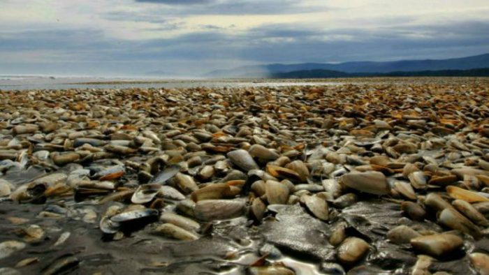 Comisión científica determinó que el vertimiento de salmones en la zona de Chiloé «no tiene relación directa» con la Marea Roja