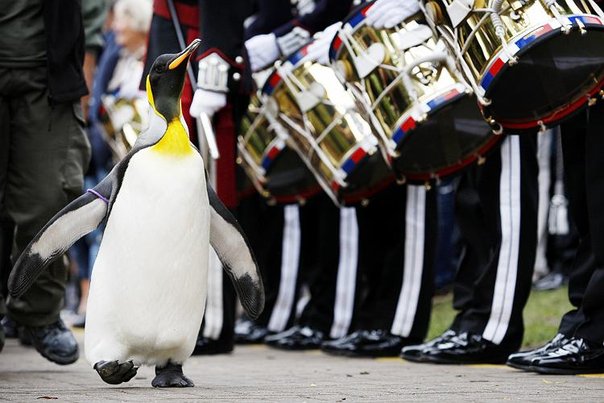 [VIDEO] Nils Olav: el pingüino que llegó a ser coronel