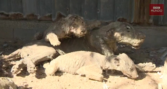 [VIDEO] Tigres hambrientos y animales disecados, así era uno de los zoológicos más deprimentes del mundo