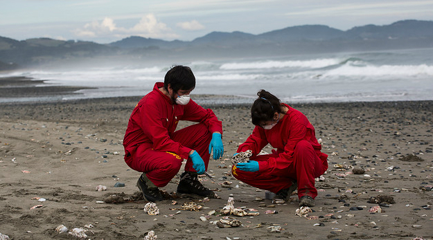 Greenpeace atribuye responsabilidad al Gobierno por vertimiento de salmones en Chiloé 