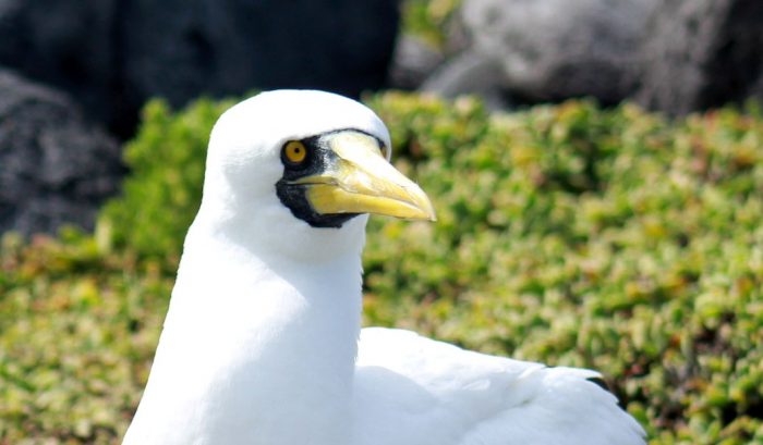 Isla Salas y Gómez: el santuario de aves ligado estrechamente a Rapa Nui