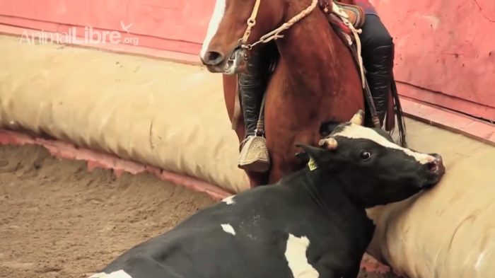 [VIDEO] «Bofetadas, descargas eléctricas y pisotones»: la ONG Animal Libre documentó cinco años de maltrato animal en el rodeo