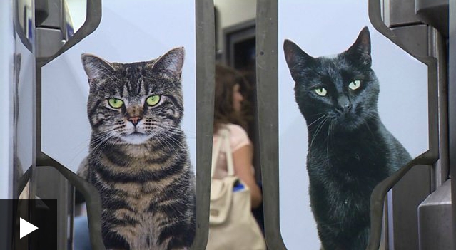 [VIDEO VIDA] La estación de metro de Londres invadida por decenas de gatos