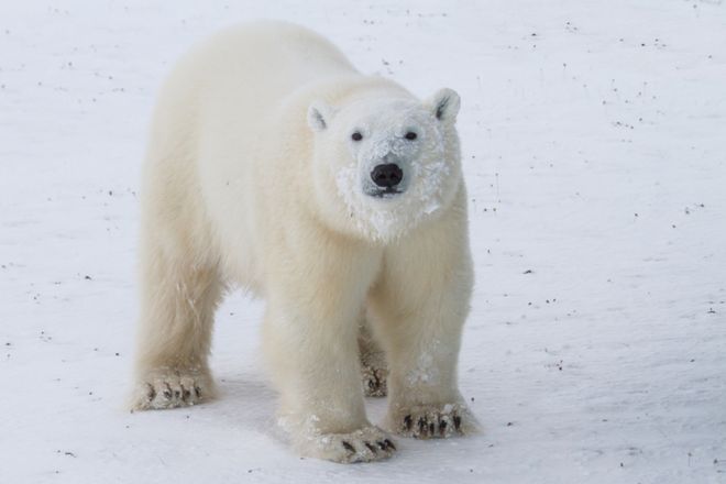 La dramática historia de los meteorólogos atrapados en el Ártico bajo el asedio de 10 osos polares