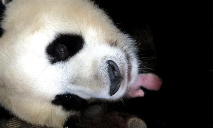 Quitan al panda de lista de animales en peligro de extinción
