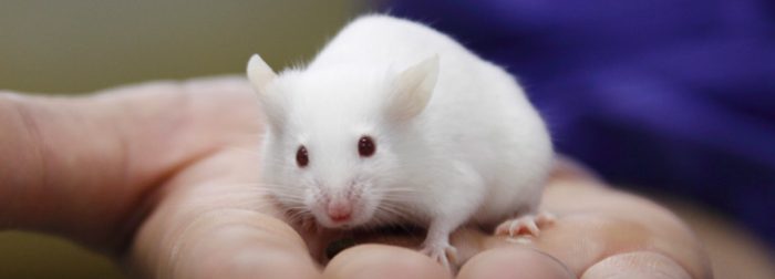 La nueva generación de ratones de laboratorio libres de gérmenes