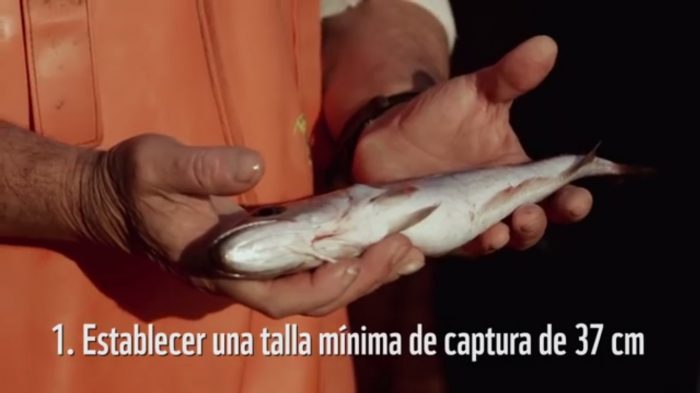 [VIDEO] WWF advierte crisis de la merluza en Chile y explica medidas para recuperarla