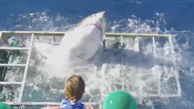 [VIDEO] La milagrosa escapada de un buzo al ataque de un tiburón blanco