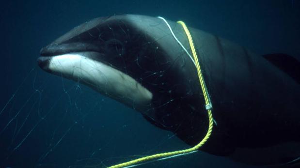 Greenpeace detalla su idea para crear un santuario de ballenas en el Atlántico Sur
