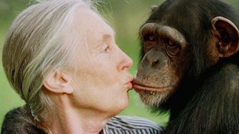 La inglesa Jane Goodall es mundialmente reconocida por sus investigaciones con chimpancés, con los cuales convivió por unas tres décadas.