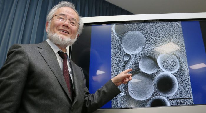 Ohsumi, el biólogo que halló en la levadura pistas contra el Alzheimer