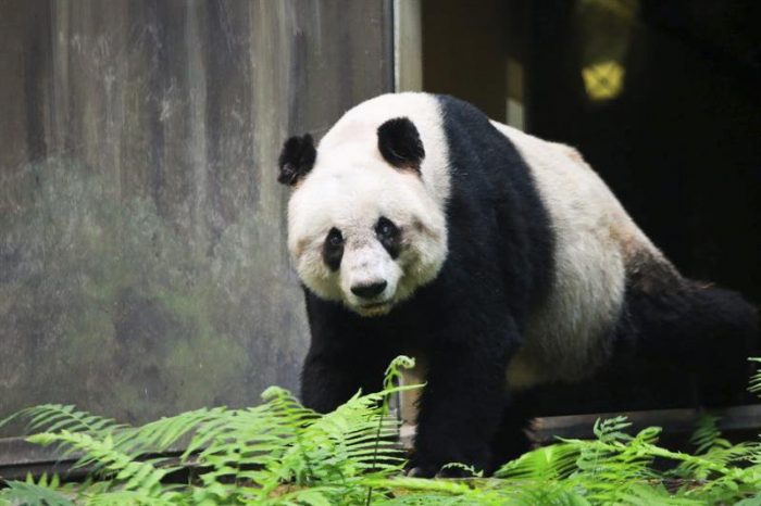 Muere Jia Jia, el ejemplar de oso panda más longevo del mundo