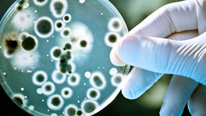 «Superbacterias»: la amenaza global que urge combatir desde los alimentos