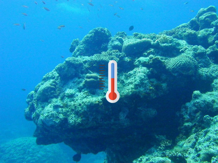 El cambio climático ha destruido más de la mitad del mayor arrecife de coral de Japón