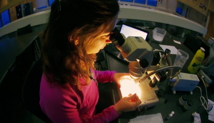 [VIDEO] Concurso de videos para destacar a científicas chilenas ya tiene ganadores