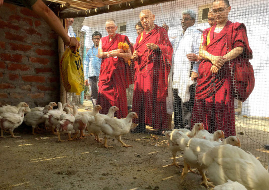 Budistas realizarán ceremonia de liberación animal en Caleta Portales