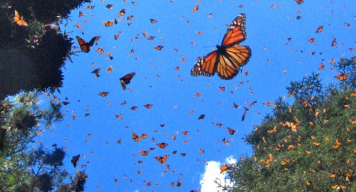 El sobrecogedor espectáculo de la mariposa monarca en México