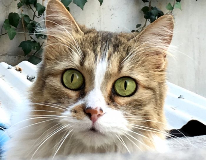 En busca del gato «más hermoso de Chile»