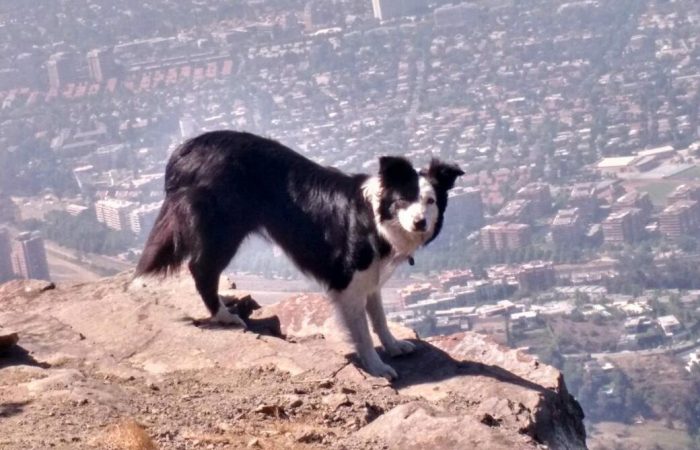El misterio detrás de las muertes de perros en el cerro Manquehue