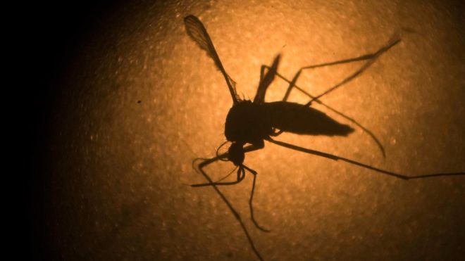 El virus zika ya no es una emergencia sanitaria internacional: Organización Mundial de la Salud