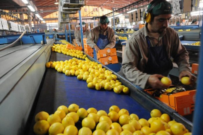 Siguen limando asperezas: EE.UU. volverá a importar limones desde Argentina tras 16 años y dispara la bolsa trasandina