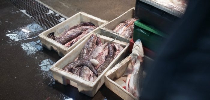 El colapso del Terminal Pesquero: multas impagas, sumarios sanitarios y graves problemas en la cadena de frío de los pescados