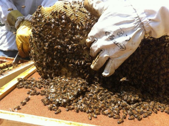Al rescate de las abejas en la Región de O’Higgins