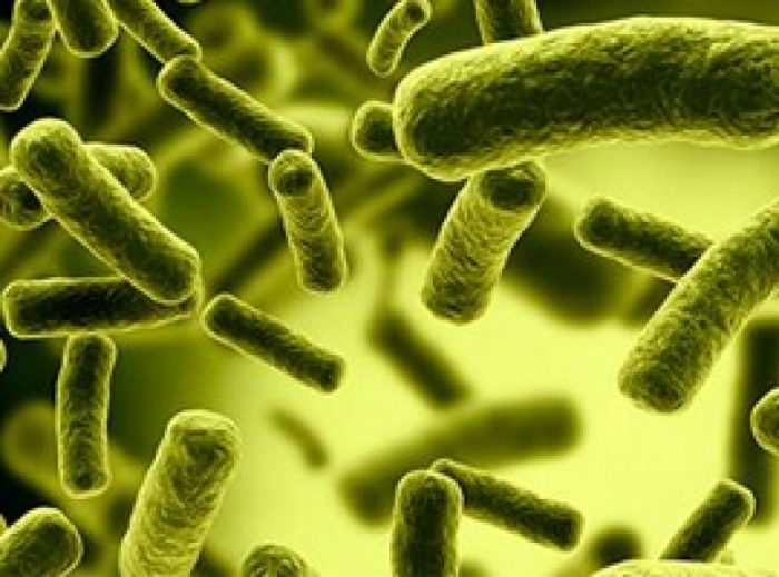 Científicos estudian bacterias chilenas en busca del «secreto de la juventud»
