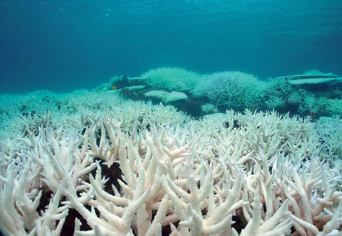 corales-blanqueados