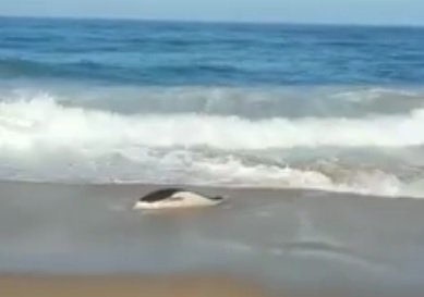 [VIDEO] Mujer salva a delfín varado en la playa de Algarrobo