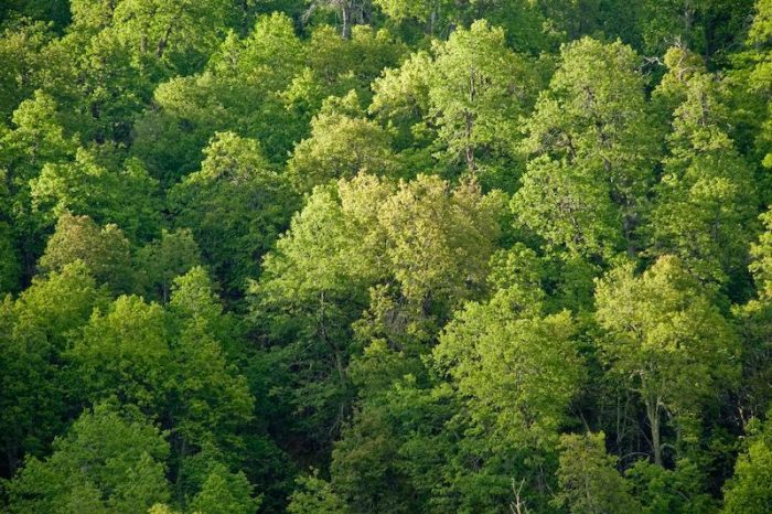 «Ya hemos perdido el 50% de los bosques que existían en la Tierra»