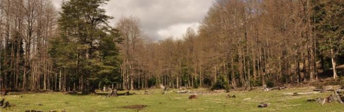 Informe declara necesidad de incorporar a la sociedad en la restauración de los bosques de Chile central