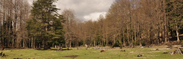 foto-bosques2