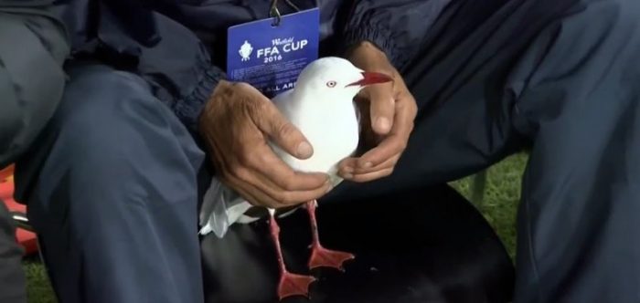 [VIDEO] Arquero salva a una gaviota que recibió un pelotazo en pleno partido de fútbol