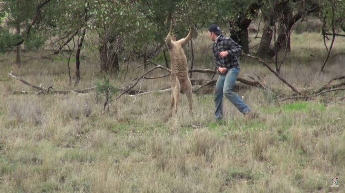 [VIDEO] Solo en Australia: hombre golpea a un canguro para rescatar a su perro