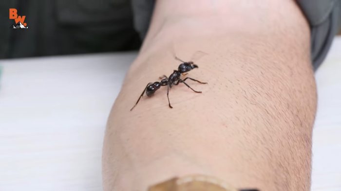 [VIDEO] La hormiga bala y Coyote Peterson, el youtuber extremo que se expone a las picaduras más dolorosas del mundo