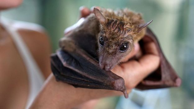 Científicos develan secretos de las conversaciones entre murciélagos