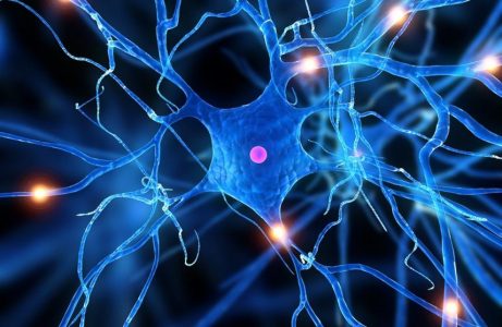 Más allá de las neuronas: cómo los astrocitos dan forma a nuestros recuerdos