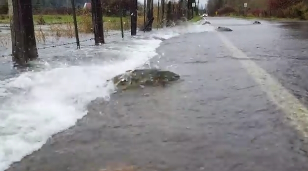 [VIDEO] Salmones tratan de cruzar la calle tras desborde de rio