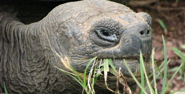 Censo revela recuperación de población de tortugas gigantes en isla de las Galápagos