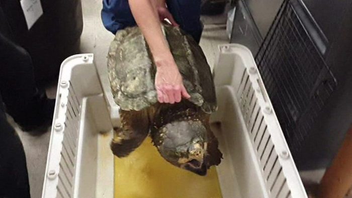 [VIDEO VIDA] El aparatoso escape de una enorme tortuga caimán atrapada en un desagüe