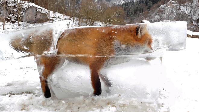 La foto del zorro congelado en el invierno alemán